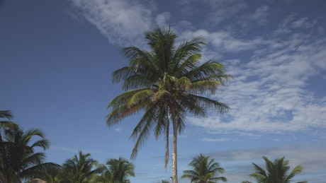 Palm on a beach in Mexico.