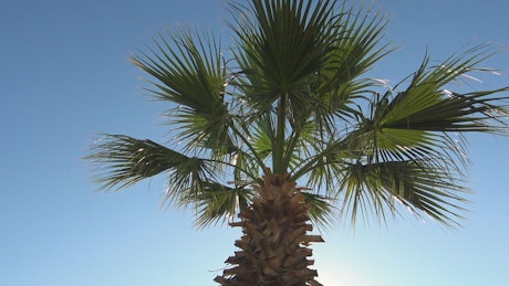 Palm tree blowing in the wind.