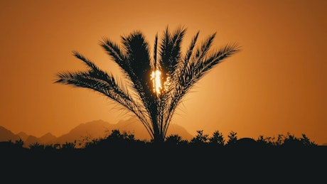 Palm tree silhouette at sunset.