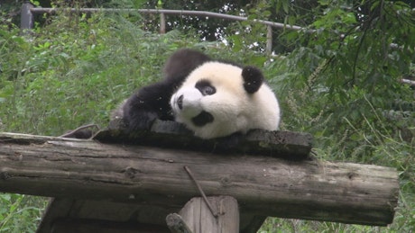 Panda in captivity feeding.