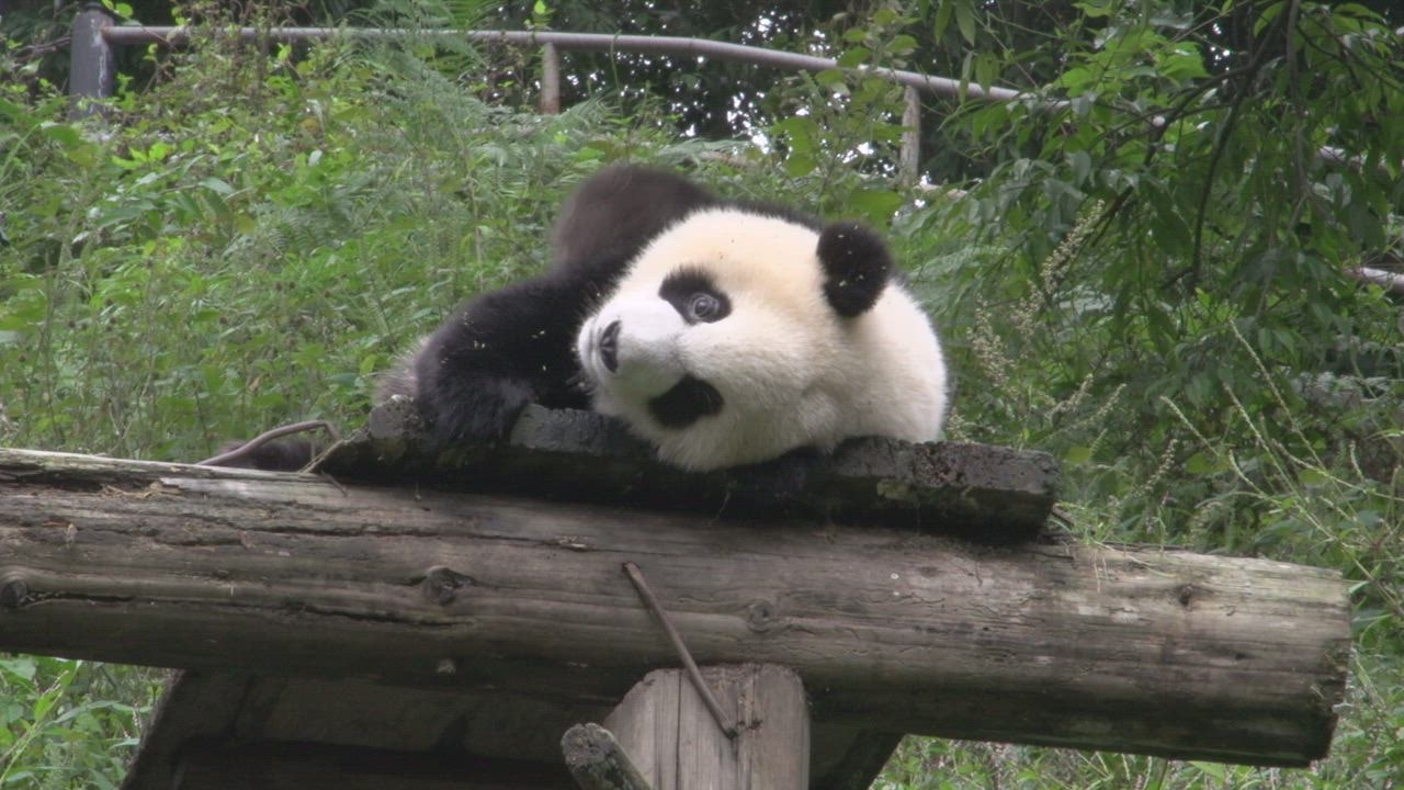 Panda in captivity feedin LIVE DRAW g