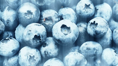 Panning shot of a large pile of fresh blueberries.