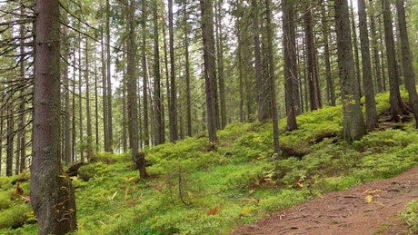 Panorama of a forest of many trees.