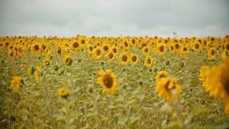 Panorama of a large field of sunflowers.