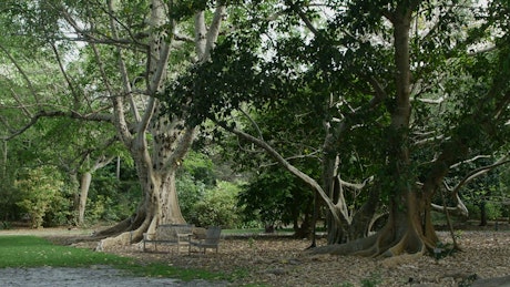 Park with tropical trees.