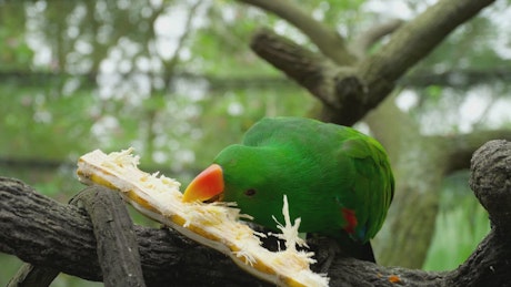 Parrot eating a sugar cane.
