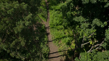Path in the forest, aerial shot.