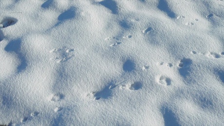 Paw prints in the snow.