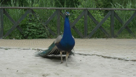 Peacock walking on sand
