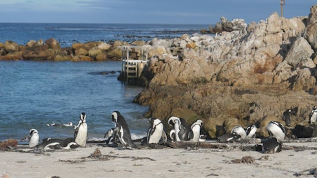 Penguins on the beach.