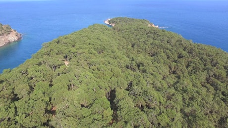 Peninsula covered with a forest and the ocean