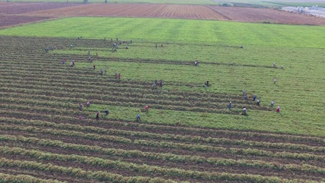 People harvesting in a green field