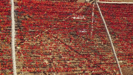 Pepper crops drying.