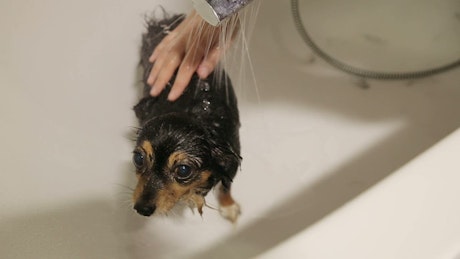 Person bathing his dog in the bathtub.