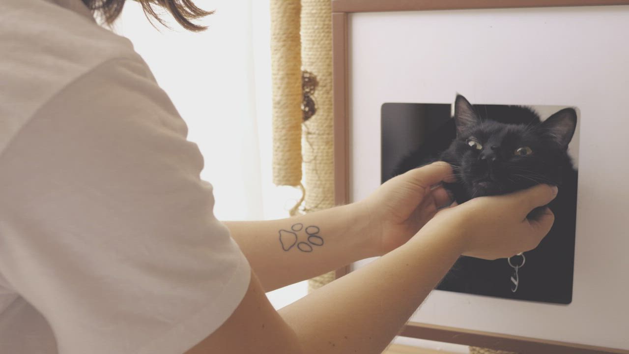 Person petting a black cat Free Stock Video Mixkit