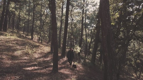 Person walking a dog in the forest.