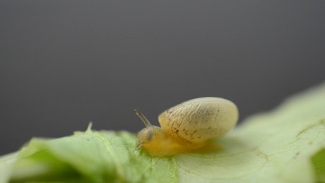 Pet snail eating a garden leaf