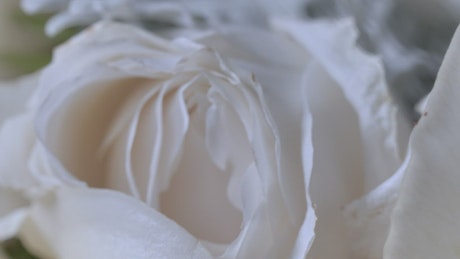 Petals of an open white rose, close up view