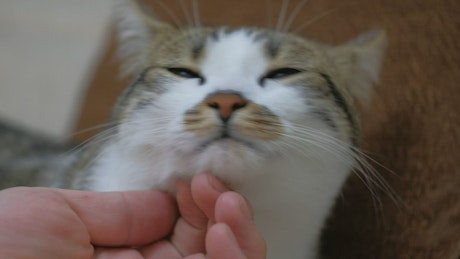 Petting a cute cat, close up.