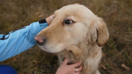 Petting a Labrador