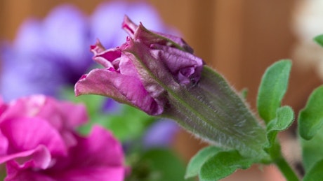 Petunia flower opening in slow motion