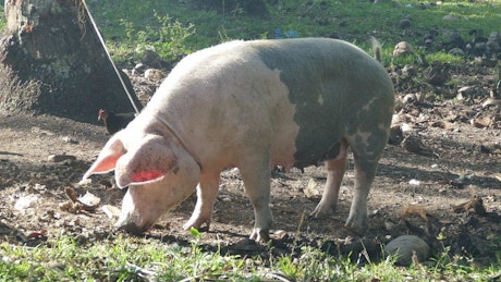 Pig attached with a rope to a tree eats from the ground.