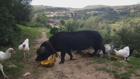 Pig eating pumpkin on the middle of a rural road