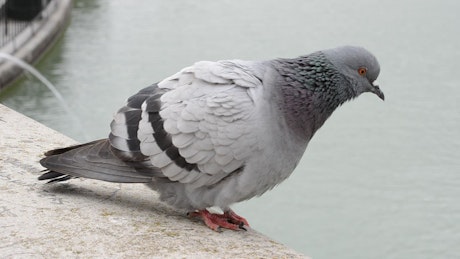 Pigeon looking at a fountain