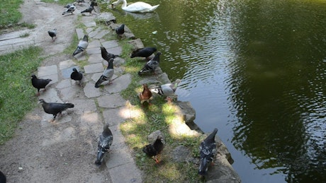 Pigeons and geese on the shore of a lake.