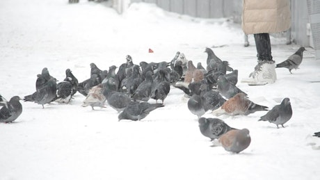 Pigeons being fed in the snow.