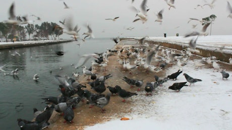 Pigeons feeding in the cold winter