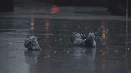 Pigeons laying in the rain.