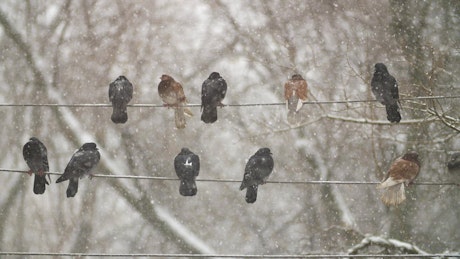 下雪时鸽子在电线上