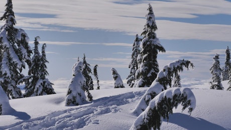 Pine forest covered with snow on a hill in Canada