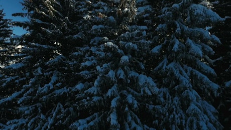 Pine trees covered in snow and mountains.