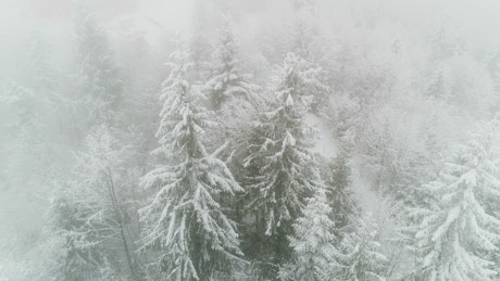 Pine trees covered with snow and fog in winter.