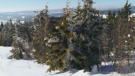 Pine trees in a forest in winter