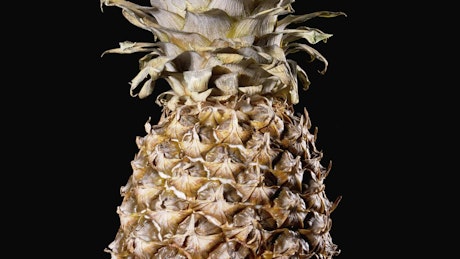 Pineapple fruit rotating.