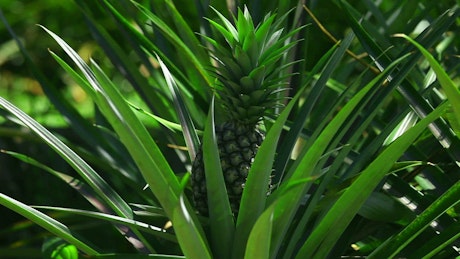 Pineapple in the wild.