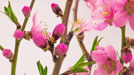 Pink cherry flowers on the branch opening