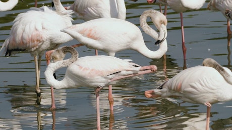 Pink flamingos in the lake.