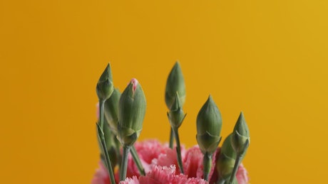 Pink flower buds