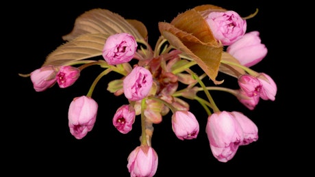 Pink flowers opening their petals at the same time.
