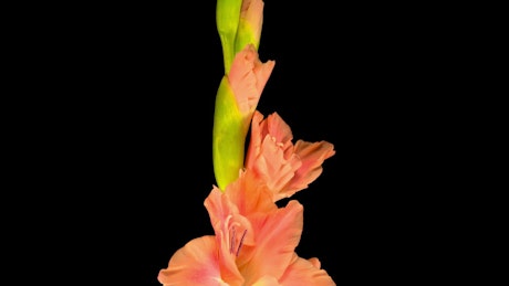 Pink gladiolus flower blooming