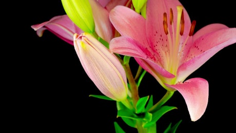 Pink lily flower opening.