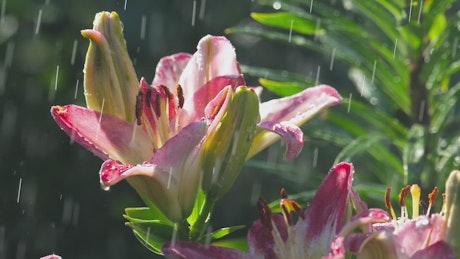 Pink Lily Flower Under Rain.