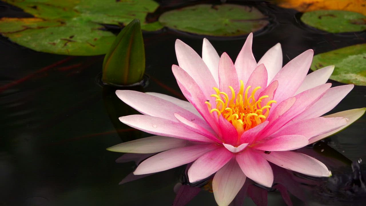 Pink lotus flower in a lake close up - Free Stock Video - Mixkit