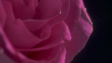Pink rose underwater.