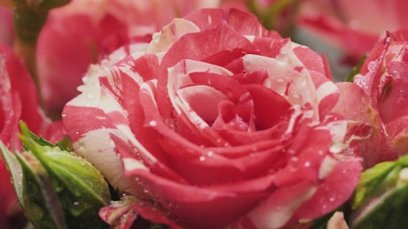 Pink rose with water drops on the petals.
