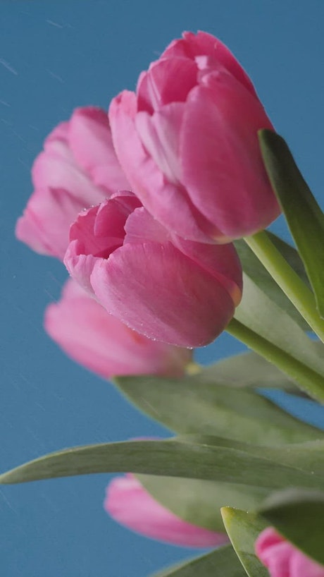 Pink tulips being watered